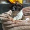 Shih tzu puppies 