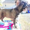 Black cane Corso puppy