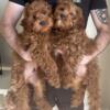 Cavapoo male F1b in Jacksonville