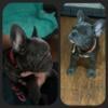 AKC French bulldog puppies available now