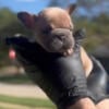 Big Rope frenchie puppy