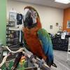 Macaw