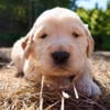 Golden retriever puppies for sale