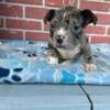 Male Merle Bully Available