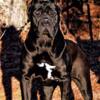 IMPORTLINES CANE CORSO UP FOR STUD - THOR