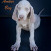 Amber Boy - Silver Male Weimaraner - Ohio 44090 - Ready for home