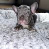 Lilac French Bull dog (MALE)