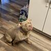 Rehoming UKC registered pit bulls 