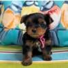 Yorkshire Terrier puppies