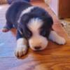 Australian shepherd male 2