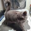 Exotic Shorthair Blue Female