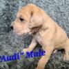Great Dane Puppy Fore Sale