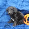 REDUCED! Very sweet older Mini Aussiedoodle male. Heavily discounted NEW PHOTOS.