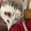 Split faced pinto hedgehog