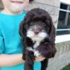 Cockapoo puppies for sale in Ohio