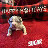 ABKC American Bullies- Tri Merle