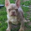 French bulldog 