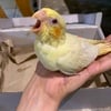 Baby lutino Cockatiel