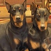 Euro/American Doberman Pups