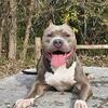 🖤 Goliath – Looking for the Right Home