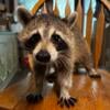 Raccoon babies available