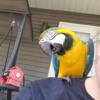 Blue and gold macaw 3 years old