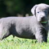 AKC Charcoal & Champagne Labrador Retriever Puppies for Sale