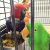 Eclectus parrots pair