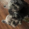 Merle Fluffy Carrier Frenchbulldogs