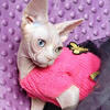 Sphynx kitten 