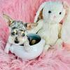 Chihuahuas, Poodles, Pomeranians, Malteses  & Teacup Puppies