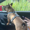 AKC Female frenchie for sale or trade