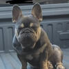 100% Real full blooded frenchie stud!!! 