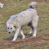Great Pyrenees/Anatolian Shepherd