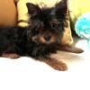 Yorkie tiny Boy Ready for forever home