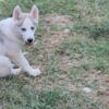 Siberian husky puppies