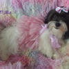 Beautiful, Little 5lb. Female Malshi Puppy ~ 3/4 Maltese 1/4 Shihtzu~ "Millie" is ready to go!