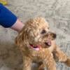 Male Toy Poodle Stud