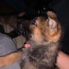 German Shepherd sable puppy for sale.