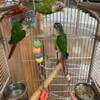 Green Cheek Conures Hand Fed