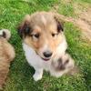 Rough Collie puppies