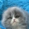 NEW Elite Scottish fold kitten from Europe with excellent pedigree, male. Yasir