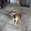 Cane Corso