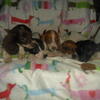 New Pups will soon be listed...please be patient, thank You...