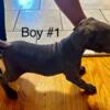 Cane corso puppy for sale. Champion bloodline