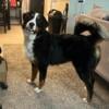 AKC certified Bernese Mountain Puppy 9 months 