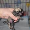 Pretzel Fawn Male Pug Puppy