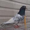 Pakistani pigeons available