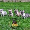 French Bulldog Puppies Available.