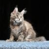 NewElite Maine coon kitten from Europe with excellent pedigree, female. NOV Milena